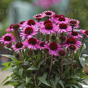 EŽIUOLĖ Sunmagic Vintage Fuchsia