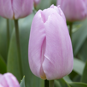 Tulpės Light Pink Prince  100 vnt vazone