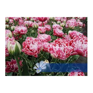 Tulpės Dazzling Sensation  30 vnt vazone