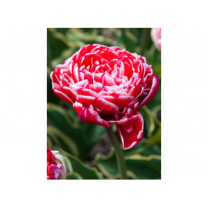 Tulpės Dazzling Sensation  30 vnt vazone