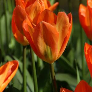 Tulpė "Orange Emperor" 50 vnt.
