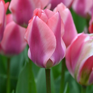 Tulpė "Purple Purissima" 10 vnt.
