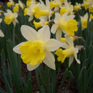 Narcizai  ( lot. Narcissus ) Topolino,  500 vnt vazone