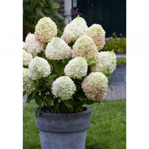 Hortenzija šluotelinė Living Summer Love, 5 l