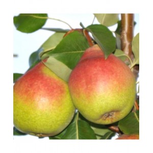 Rudeninė kriaušė 'Alka' (užauginta grunte)