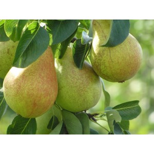 Rudeninė kriaušė 'Komisinė' (užauginta grunte)