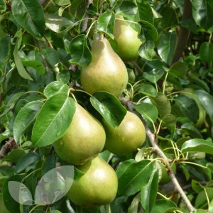 Rudeninė kriaušė 'Komisinė' (užauginta grunte)