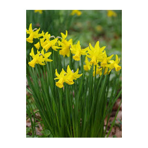 Narcizai  ( lot. Narcissus ) February Gold, 5 vnt 2026 m. ruduo