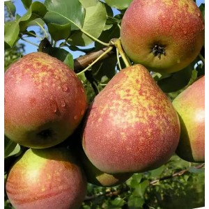 Rudeninė kriaušė 'Mramornaja' (užauginta grunte)