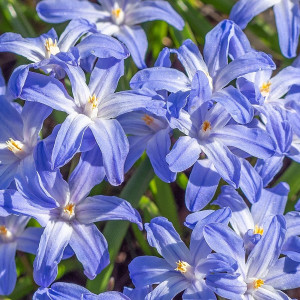 Sniegžydrės 'Blue Giant', 50 vnt.