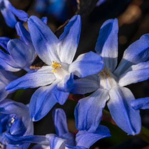 Sniegžydrės 'Blue Giant', 50 vnt.