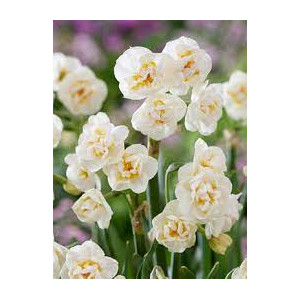 Narcizai ( lot. Narcissus) Bridal Crown, 50 vnt 2026 ruduo