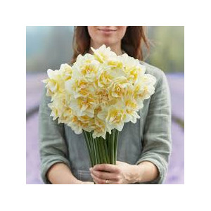 Narcizai  ( lot. Narcissus ) White Lion,  100 vnt vazone