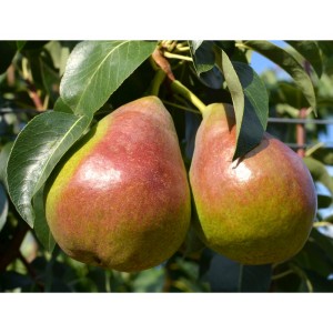 Koloninė kriaušė 'Decora' (rudeninė) (užauginta grunte)