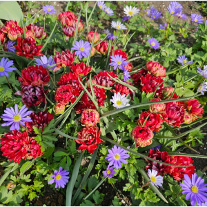 Botaninė pilnavidurė tulpė "Samantha", 5 vnt.