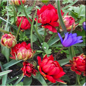 Botaninė pilnavidurė tulpė "Samantha", 20 vnt.
