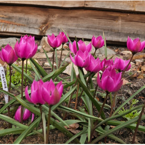 Botaninė tulpė "Helene", 10 vnt.