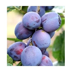 Vėlyva slyva 'Amers' (užauginta grunte)
