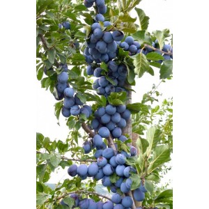 Koloninė slyva 'Imperial' (vidutinio ankstyvumo) (užauginta grunte)