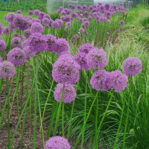 Česnakas dekoratyvinis 'GLADIATOR' 16/18 (5 vnt.)