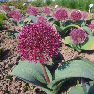Dekoratyvinis česnakas 'RED GIANT' (6 vnt.)