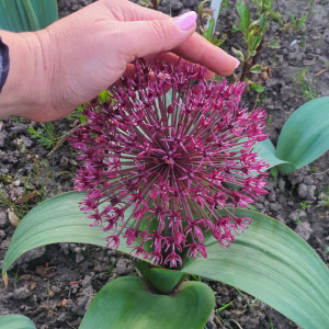 Dekoratyvinis česnakas 'RED GIANT' (6 vnt.)