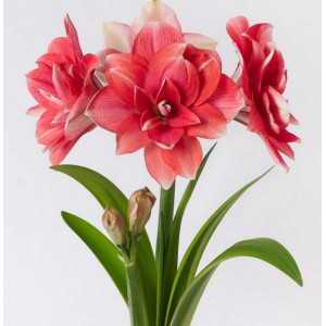 Amarilis (meilenis) 'Double Dream',  svogūnas, 1 vnt.