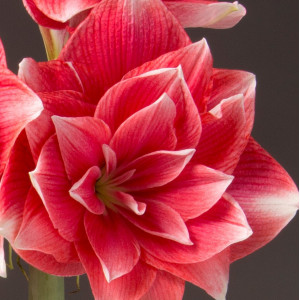 Amarilis (meilenis) 'Double Dream',  svogūnas, 1 vnt.