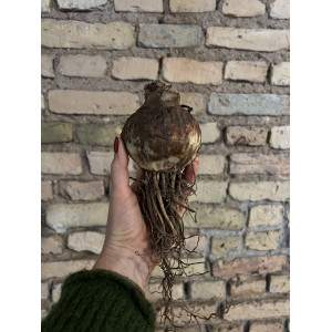 Amarilis 'Marilyn' (meilenis) 2026 ruduo
