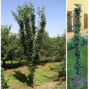 Koloninė vyšnia 'Jachim' (grunte)