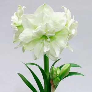 Amarilis 'Marilyn' (meilenis) 2026 ruduo