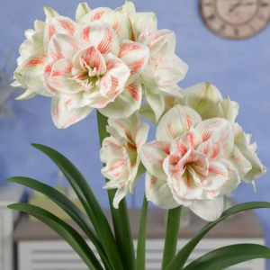 Amarilis 'Nymph' (meilenis) 2026 ruduo