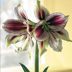Amarilis 'Papilio' (meilenis) 2026 ruduo