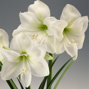 Amarilis (meilenis) 'Mont Blanc', svogūnas, 1 vnt.