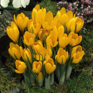 Krokai didžiažiedžiai (lot. Crocus) Yellow, 100 vnt 2026 RUDUO