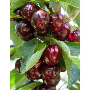Kryžmadulkė vėlyva trešnė 'Regina' (užauginta grunte)
