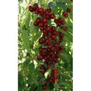 Koloninė trešnė 'Helene' (užauginta grunte)