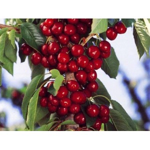 Koloninė trešnė 'Helene' (užauginta grunte)