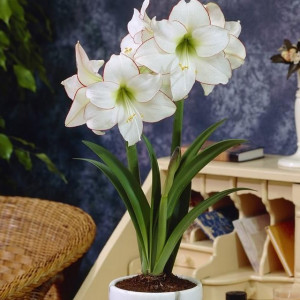 Amarilis 'Picotee' (meilenis) 2026 ruduo
