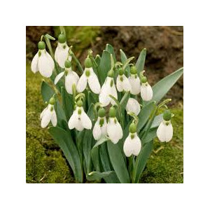 Snieguolės graikinės (Lot. Galanthus elwessi) 50 vnt 2026 ruduo