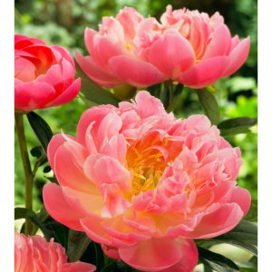 Bijūnas Pink Hawaiian Coral šaknis, 3/5 pumpurai, 2026 ruduo