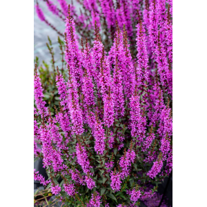 Raudoklė 'Luminara Lilac'