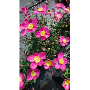 Plukė 'Little Breeze Sweet'