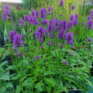 Notra ‘HUMMELO‘