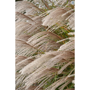 Miskantas 'Graciella'