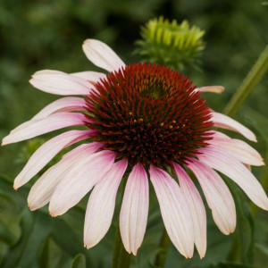 Ežiuolė ‘Pink Tip’