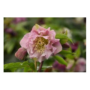 Eleboras Double Pink