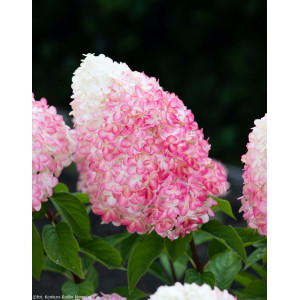 Šluotelinė hortenzija Living Pink and Rose
