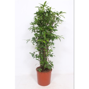 Dracena Surculosa 160 cm