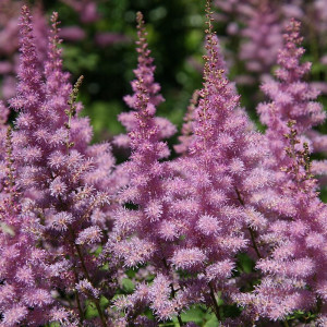 Astilbė darželinė 'Amethyst', šaknis, 1 vnt.